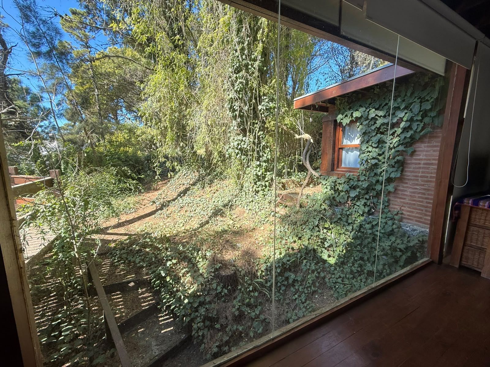 El bosque visto a través del ventanal: una ladera cubierta de enredaderas y la pared de ladrillo de la casa.