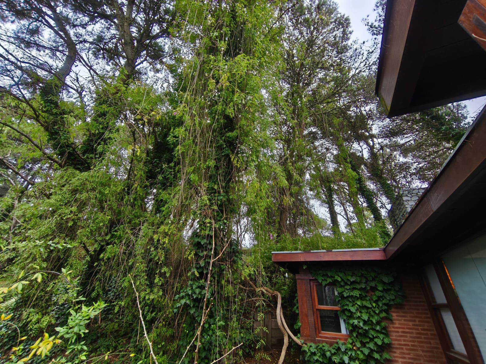 Cortina de enredaderas colgando de los pinos junto a la esquina de la casa.